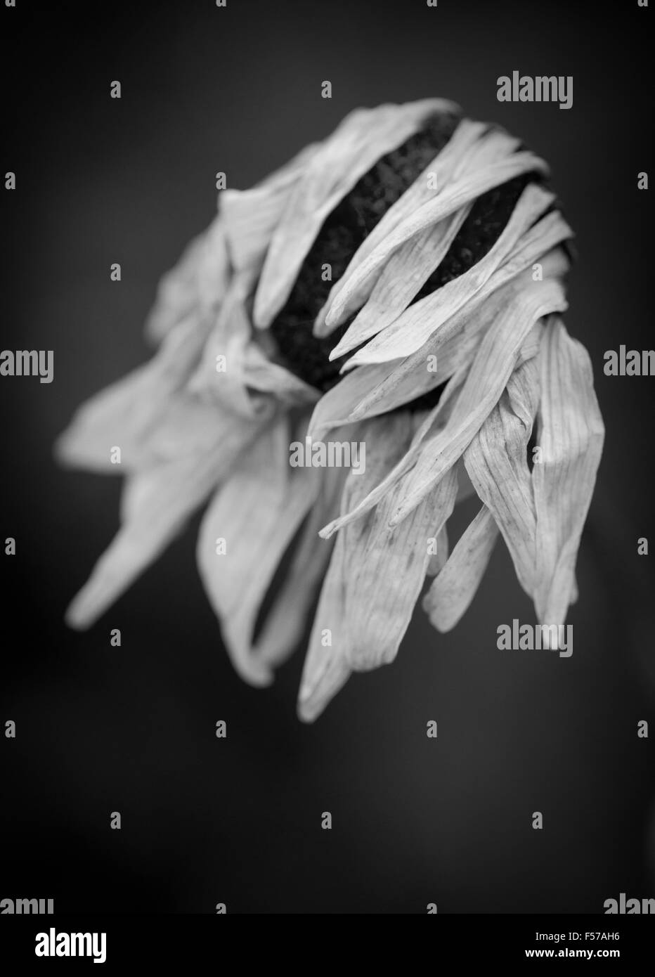 Still life of dried wilted flower in garden Stock Photo