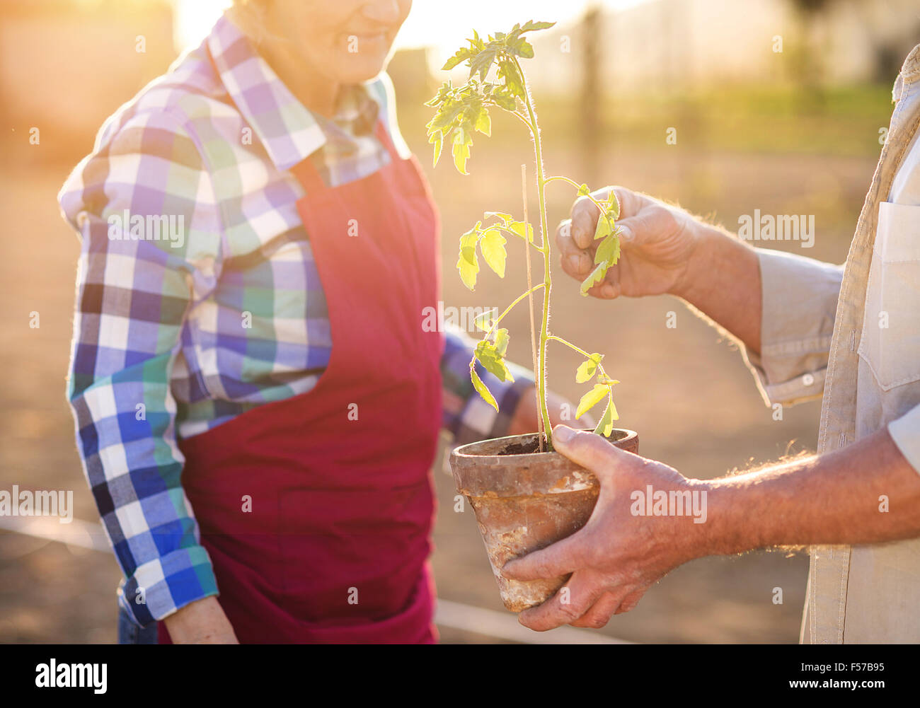 Senior in their garden Stock Photo - Alamy