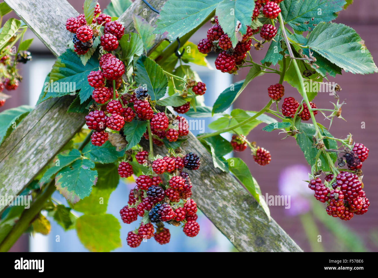 Blackberry plant fence hires stock photography and images Alamy