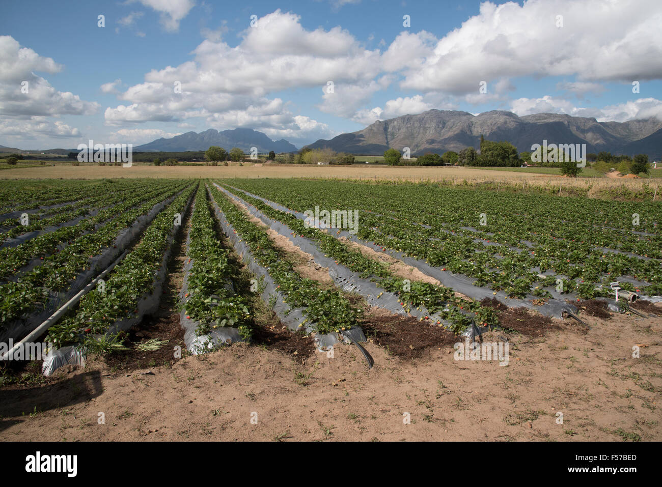 Strawberry farm in the western Cape region of South Africa Stock Photo ...