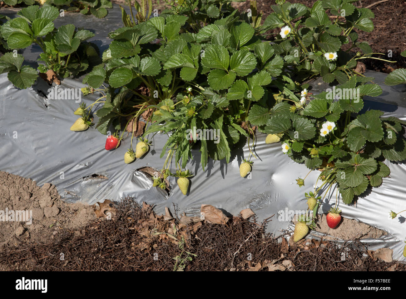 Strawberry farm in the western Cape region of South Africa Stock Photo