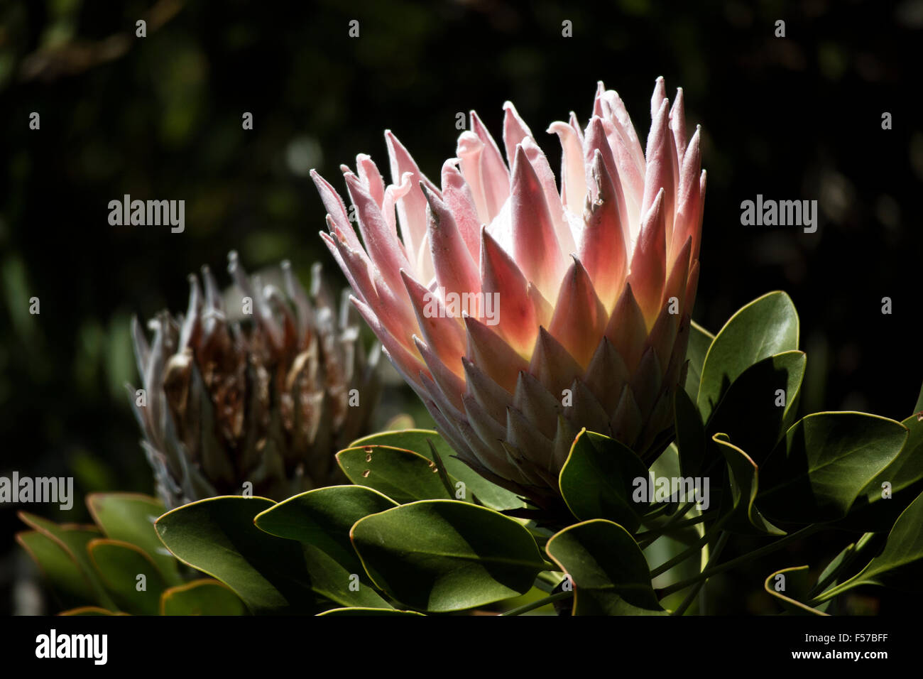 King protea the national flower of South Africa Stock Photo