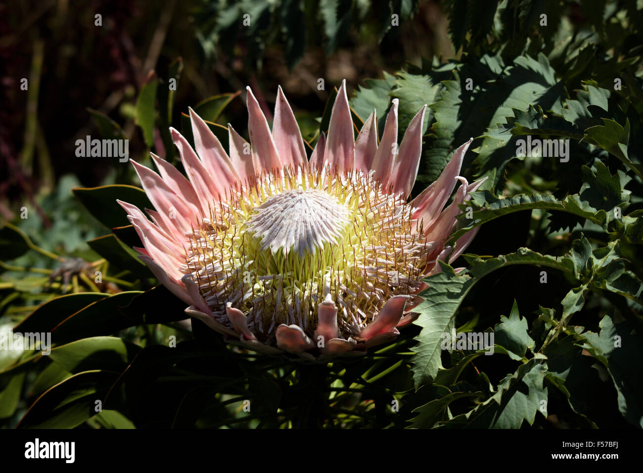 King protea the national flower of South Africa Stock Photo