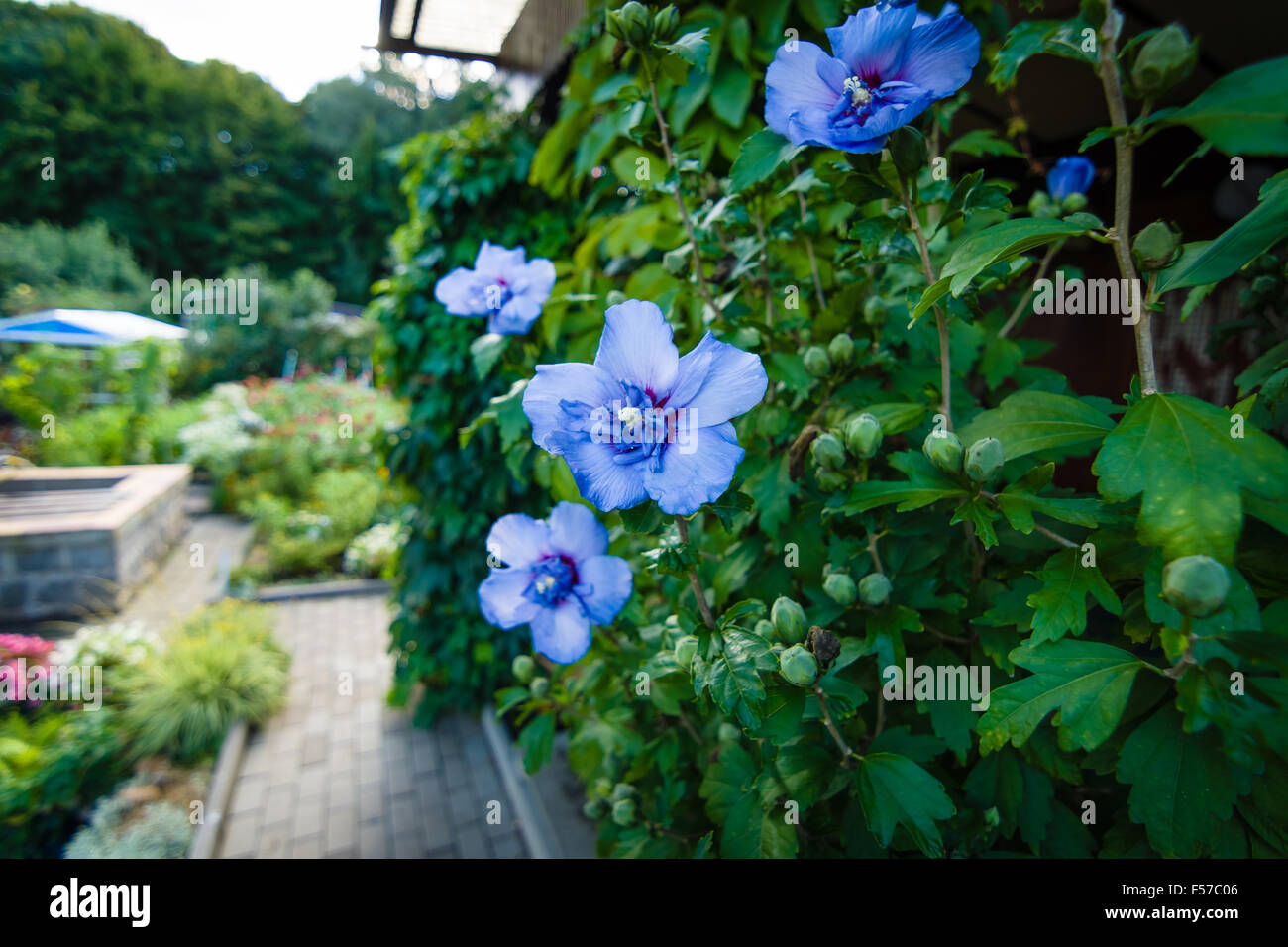 Flowers Hibiscus syriacus Stock Photo - Alamy