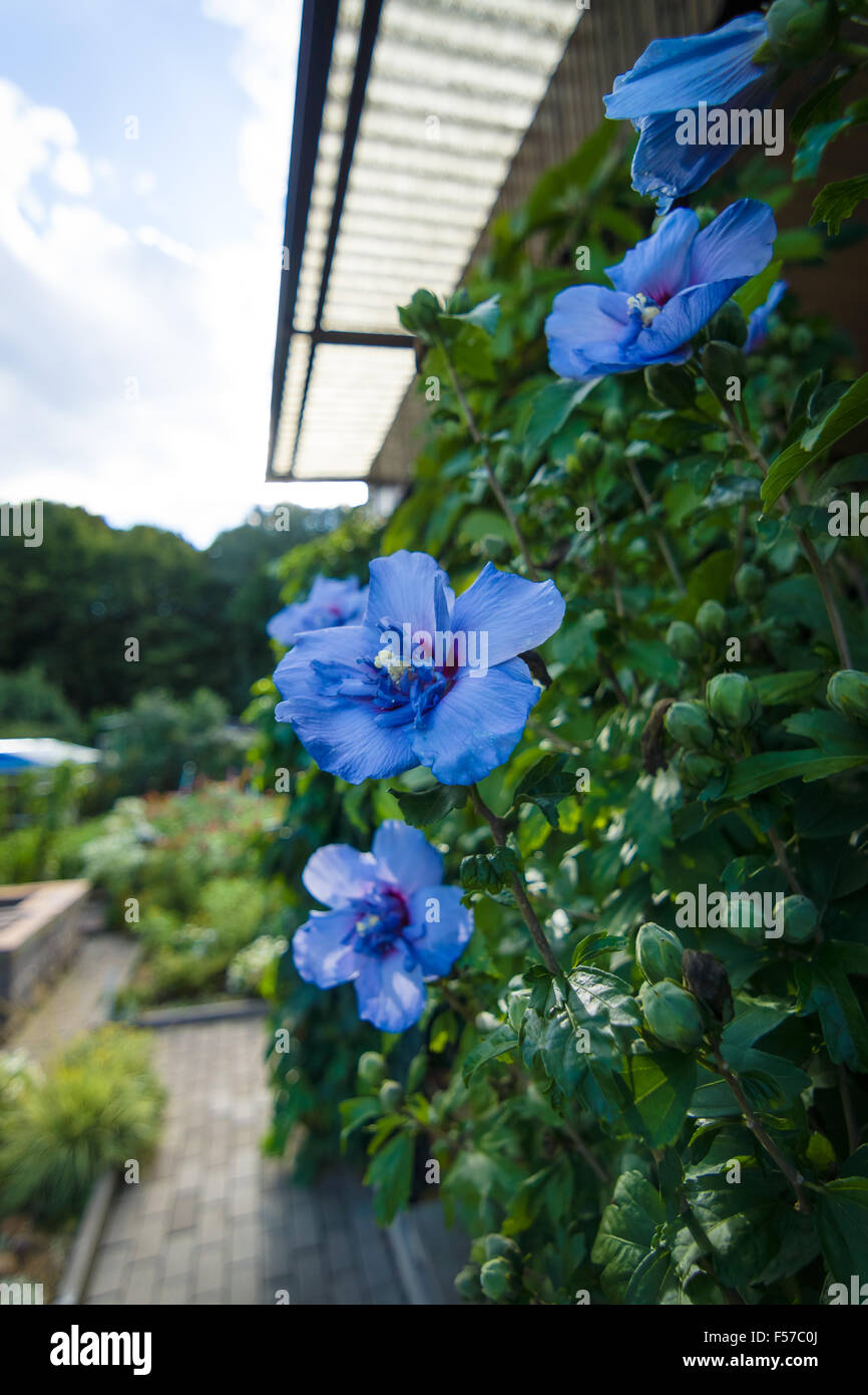 Flowers Hibiscus syriacus Stock Photo - Alamy