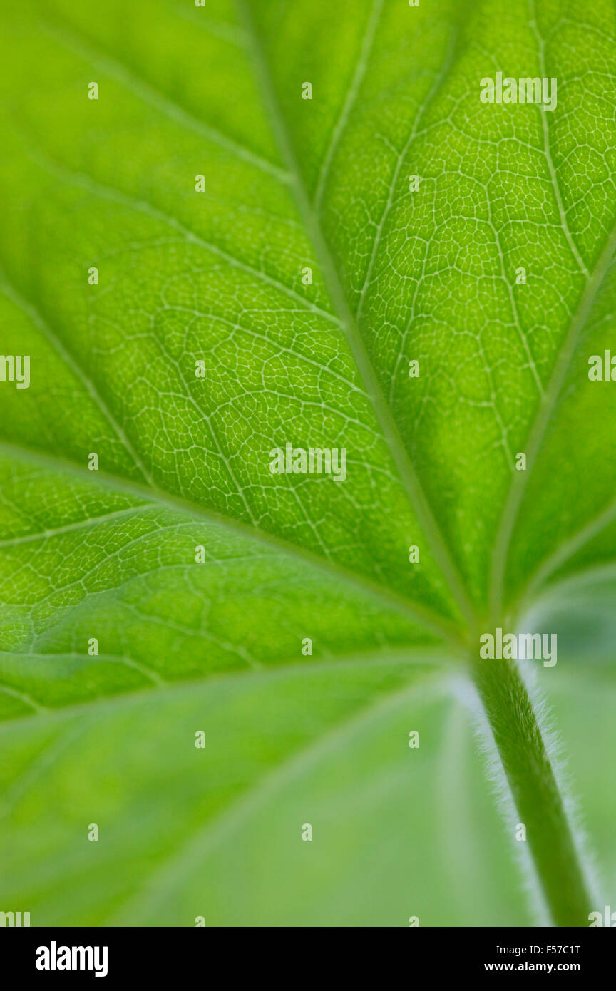 Alchemilla mollis (Lady's Mantle) underside view of leaf and stem Stock Photo