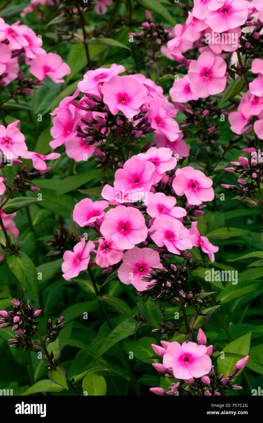 Phlox paniculata 'Glamis' Pink flowers in July Oxfordshire UK Stock Photo