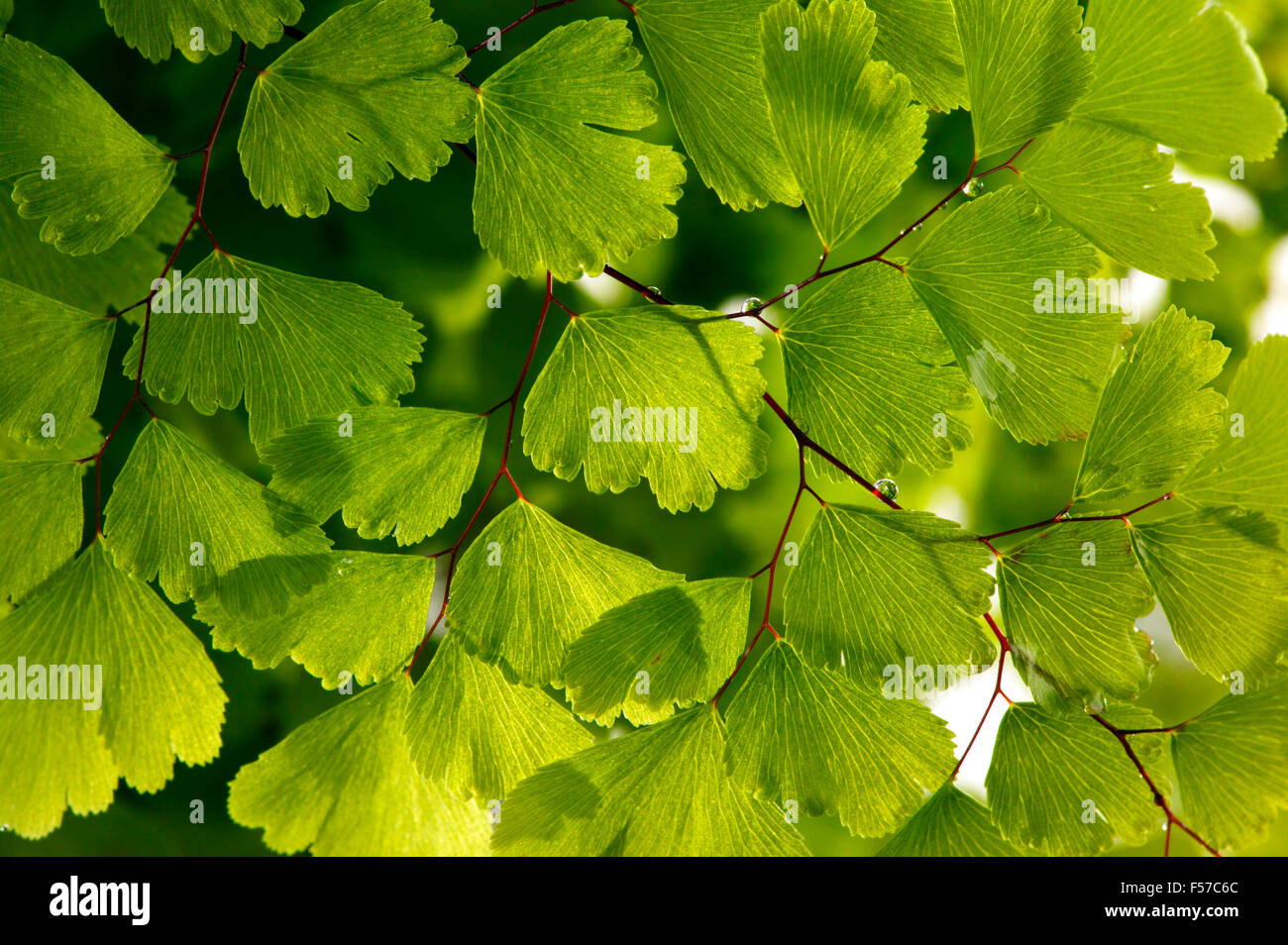 Adiantum Fragrans (Maidenhair Fern) Close up of backlit, green leaves Stock Photo