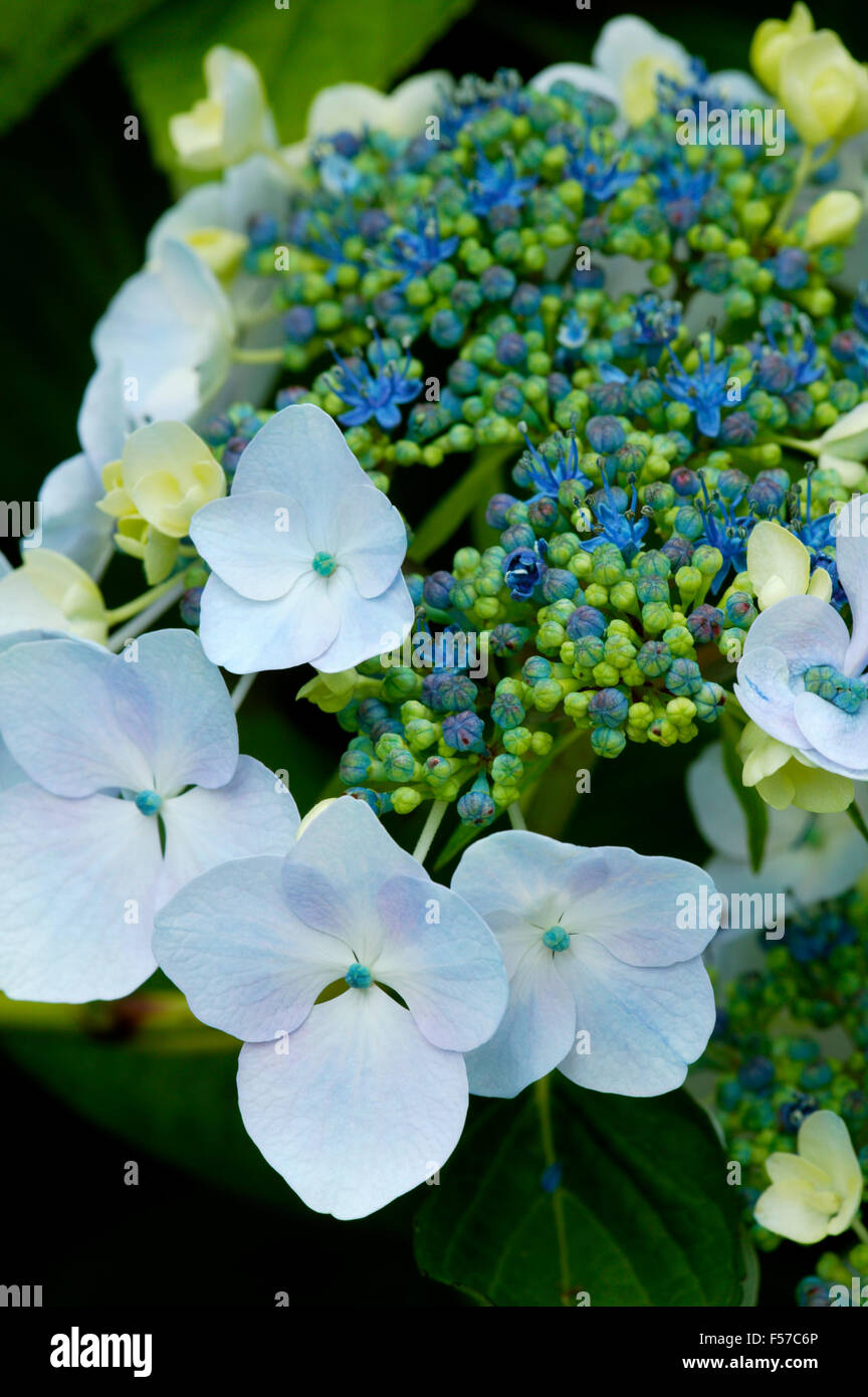 Hydrangea Macrophylla Lacecap. Close Up Of Leaves And Blue Flowers ...