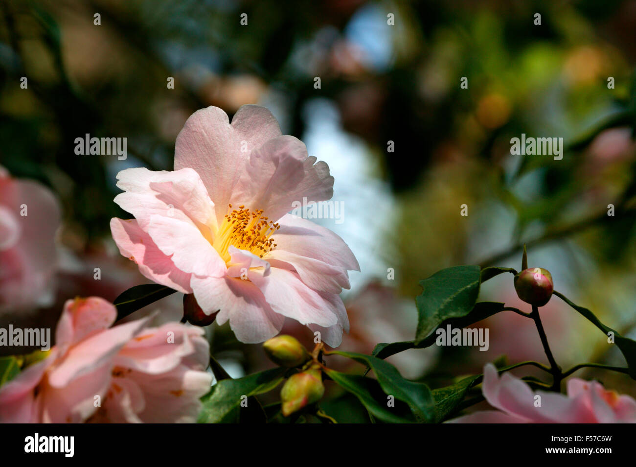 Pink Camelia in dappled sunlight. March Gloucestershire. Stock Photo
