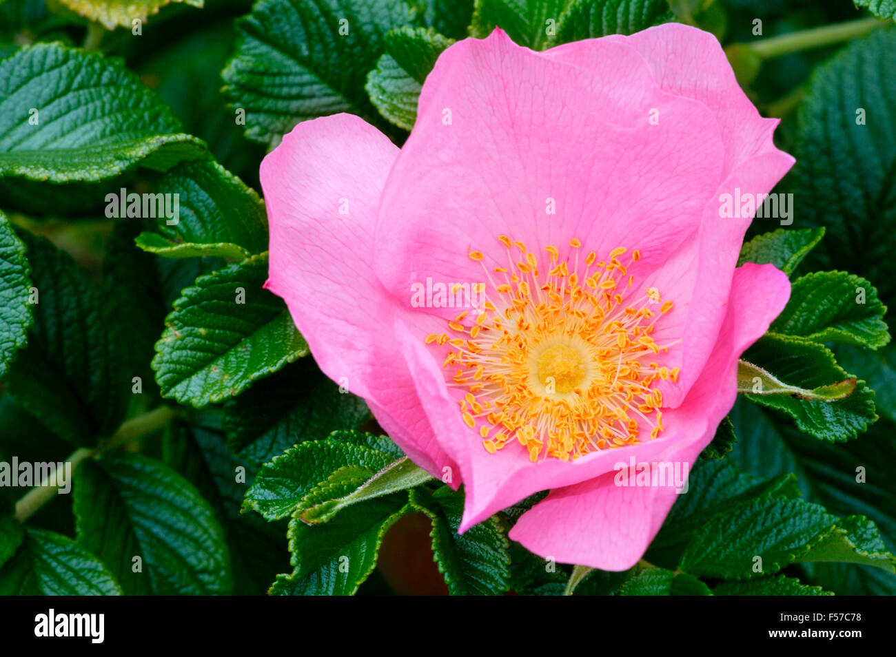 Rosa 'Frau Dagmar Hastrup' Rugosa. Close up of pink flower. July Oxfordshire. Stock Photo