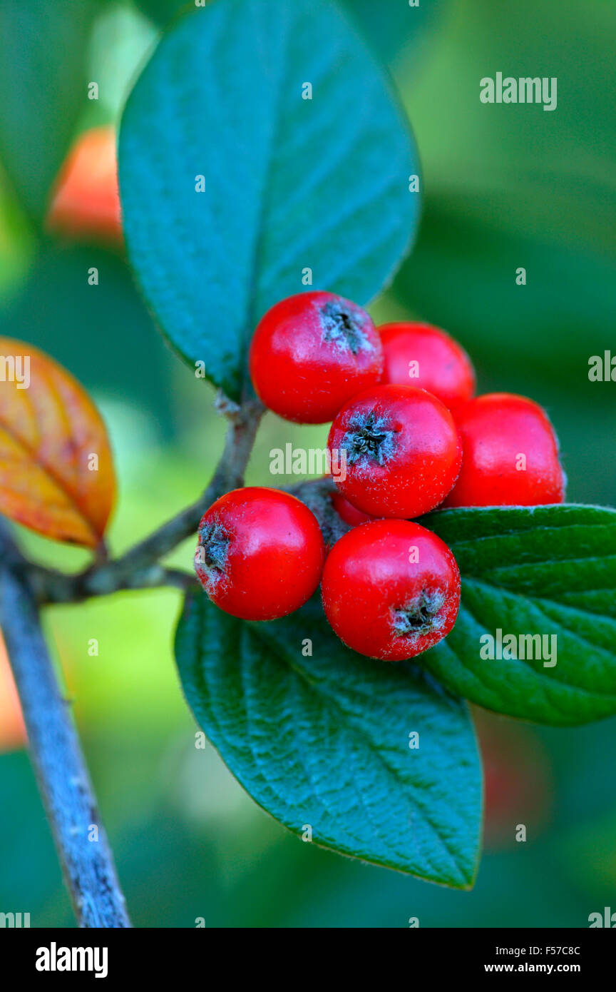 Cotoneaster franchetii. Close up of red berries and leaves. November Gloucestershire UK. Stock Photo