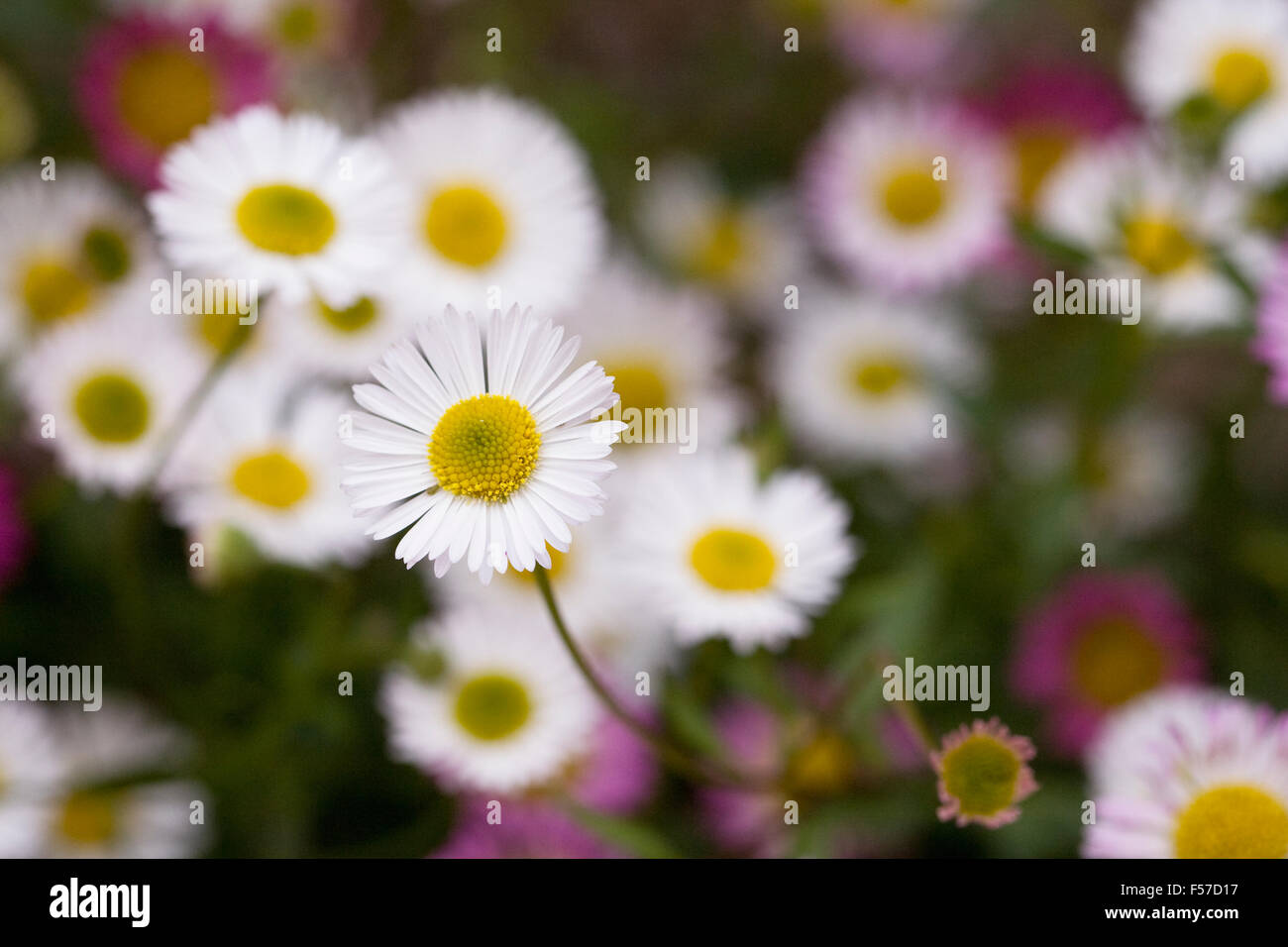 Erigeron karvinskianus. Fleabane flowers. Stock Photo