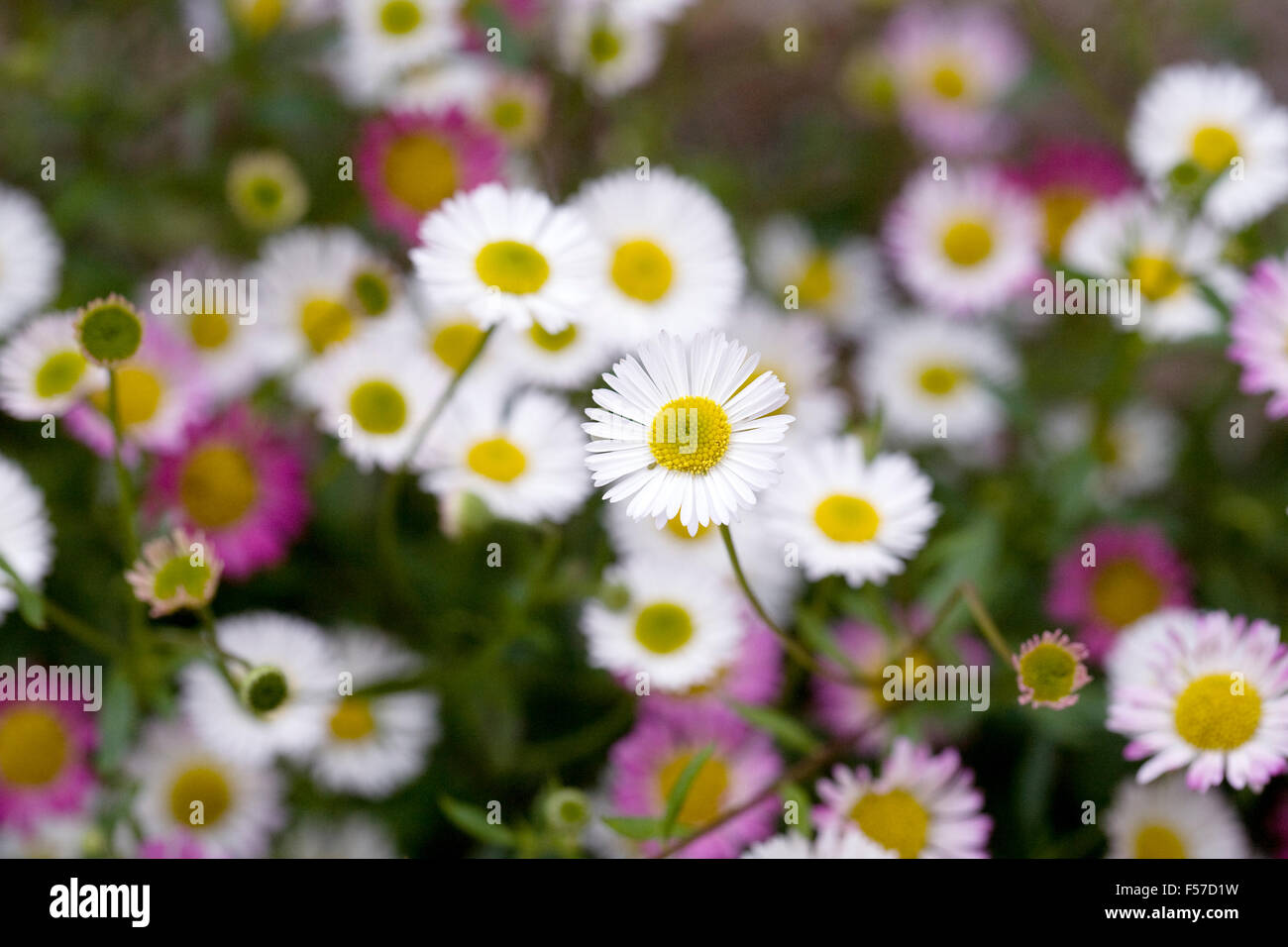 Erigeron karvinskianus. Fleabane flowers. Stock Photo