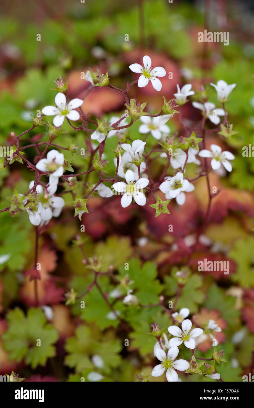 Saxifraga maderensis flowers growing in a protected environment. Stock Photo