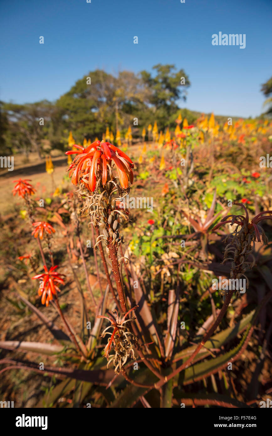 Aloe zebrina flowering in Ewanrigg Botanical garden Zimbabwe. Stock Photo