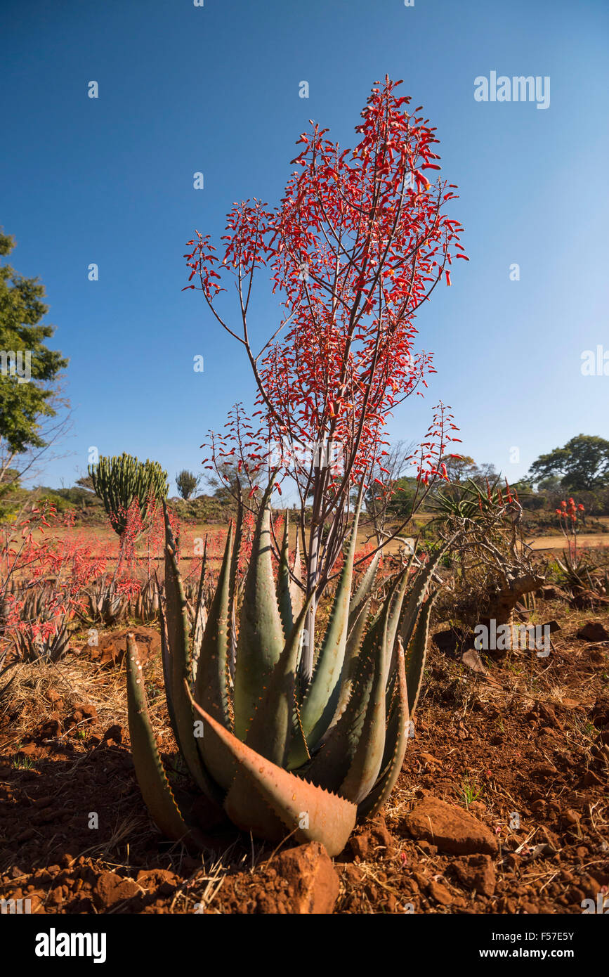 Aloe chabaudii flowering in Ewanrigg Botanical Garden Zimbabwe. Stock Photo