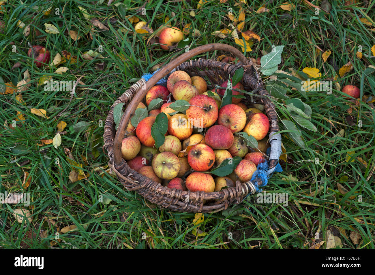 Freshly picked Cox apples (Malus domestica) in basket on grass, Middle Franconia, Bavaria, Germany Stock Photo