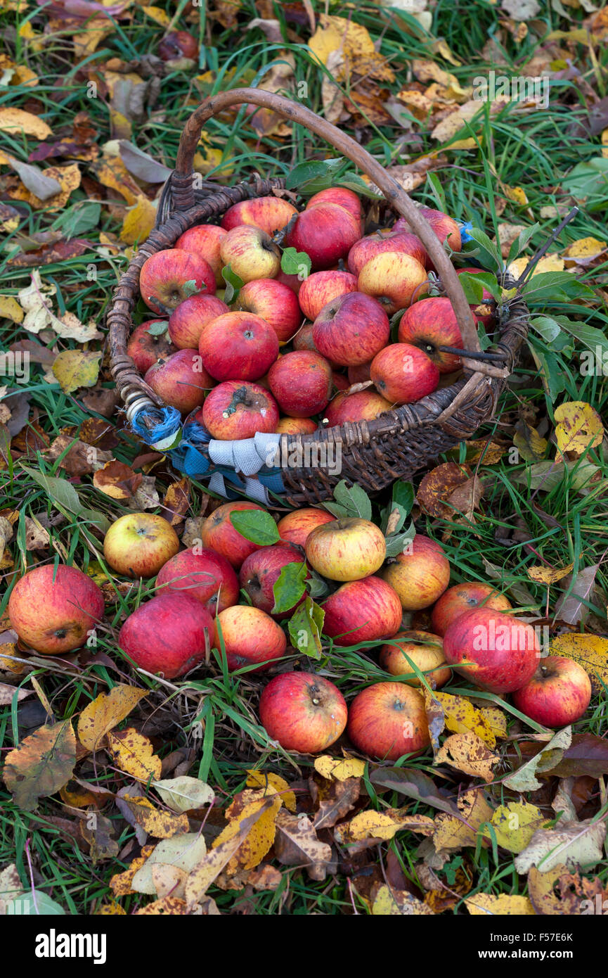 Freshly picked Cox apples (Malus domestica) in basket on autumnal meadow, Middle Franconia, Bavaria, Germany Stock Photo