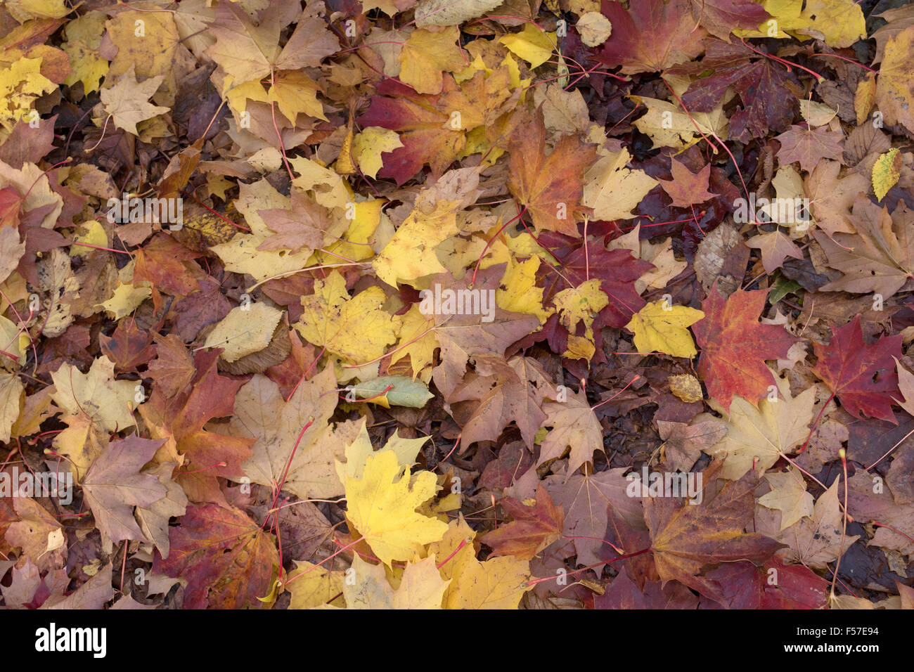 Leaves pile uk hi-res stock photography and images - Alamy