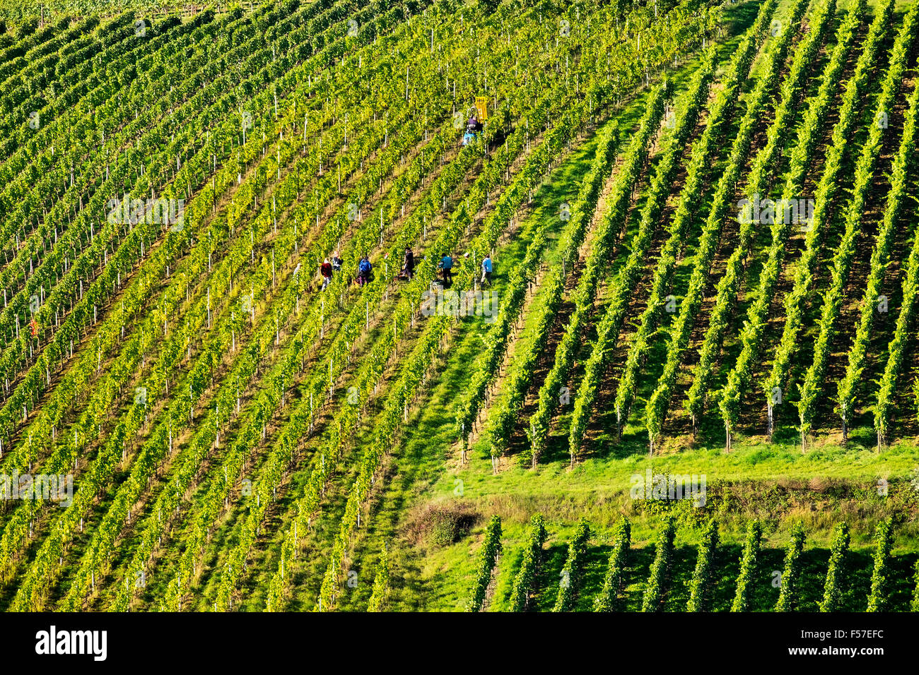 Grape harvest in vineyard at Escher village, Volkach, Franconia, Lower Franconia, Franconia, Bavaria, Germany Stock Photo