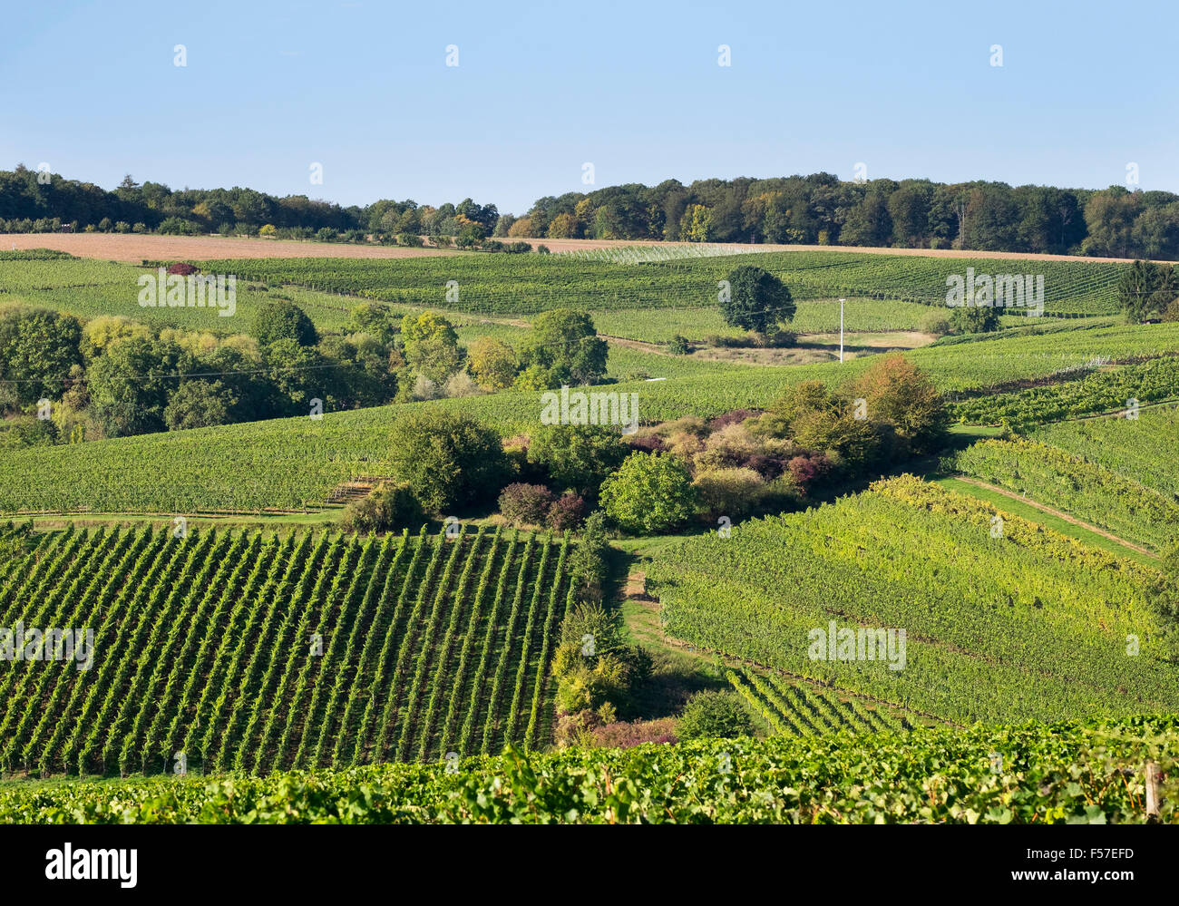 Vineyards near Escherndorf, Volkach, Franconia, Lower Franconia, Franconia, Bavaria, Germany Stock Photo