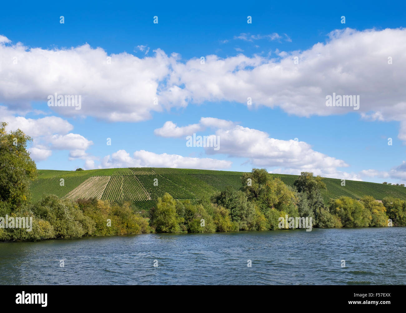 Vineyards along Main river, Weinlage Volkacher Ratsherr, Volkach, Franconia, Lower Franconia, Franconia, Bavaria, Germany Stock Photo