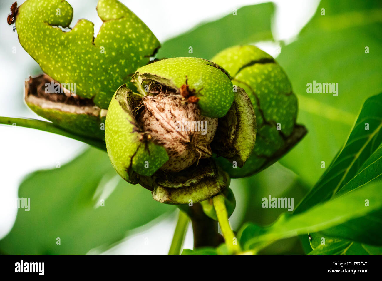 Some hours and the walnut will fall Stock Photo