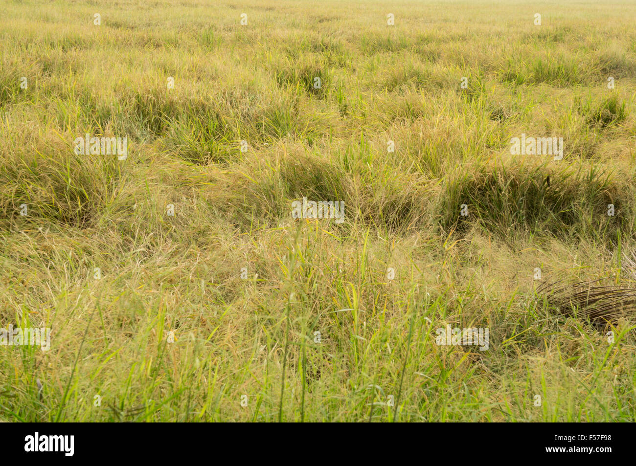 rice field crop thailand harvest closeup green yellow farm outdoor Stock Photo