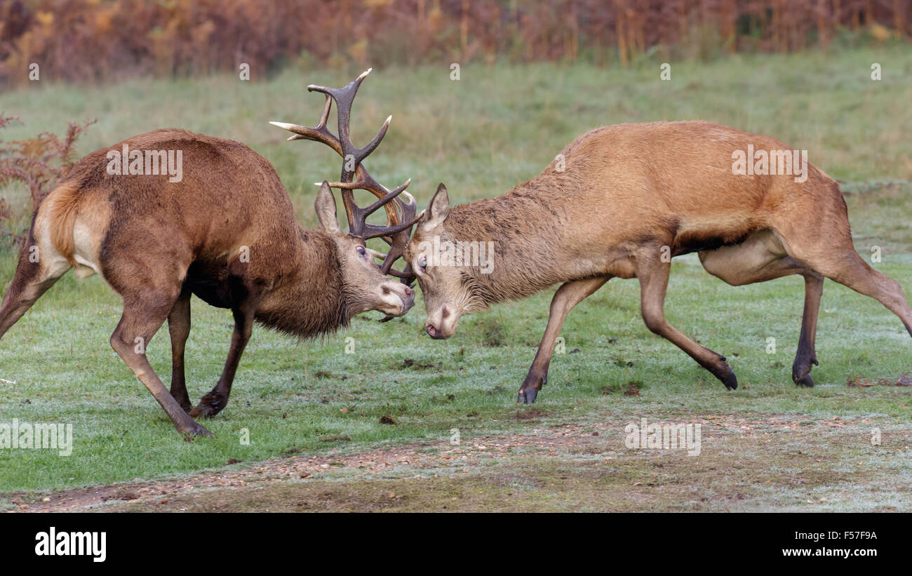 Pair of Red Deer stags (Cervus elaphus) fighting, dueling or sparring on a crisp morning. Stock Photo