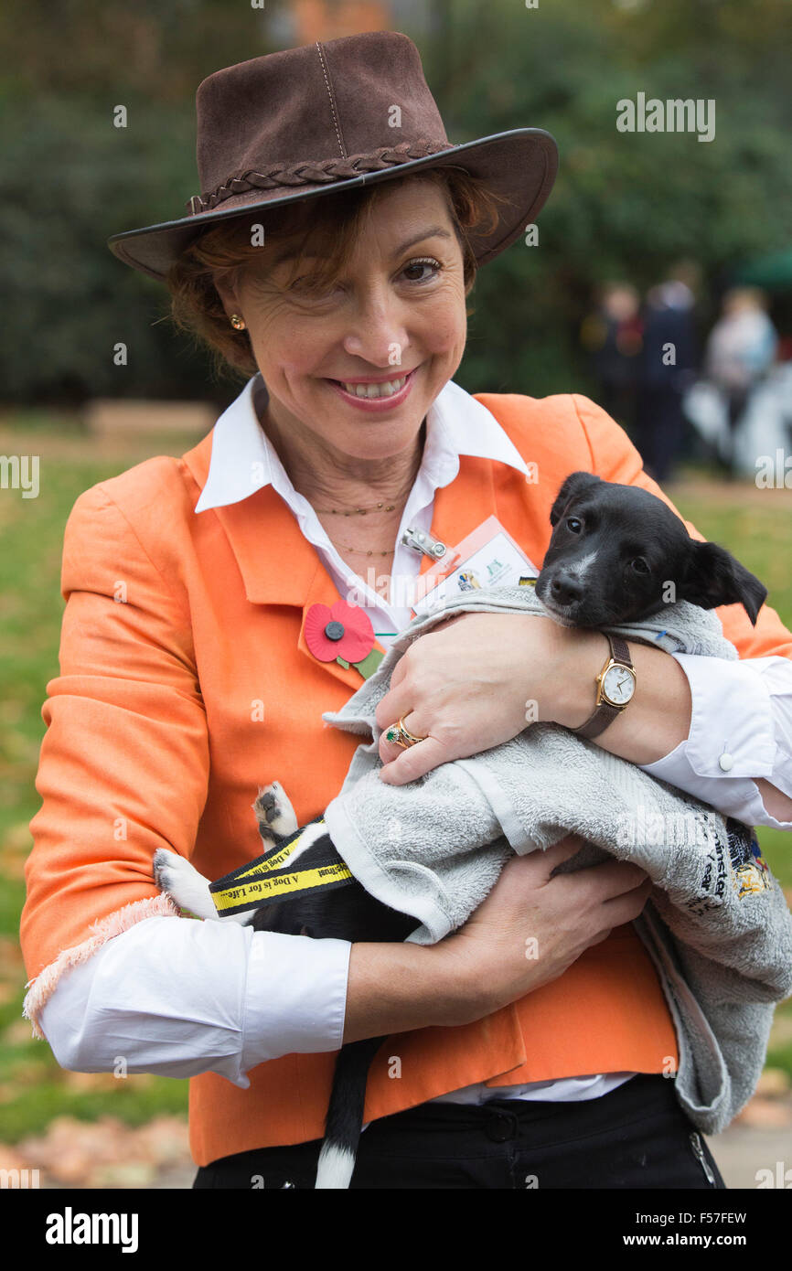 London, UK. 29th October, 2015. Rebecca Pow MP, Taunton Deane, with a Dogs Trust Rescue Dog called Sir Wellington. A 3 months old Jack Russell Terrier. Members of Parliament and their dogs pawed for a victory in the annual Westminster Dog of the Year competition organised by Dogs Trust and the Kennel Club. Credit:  Vibrant Pictures/Alamy Live News Stock Photo