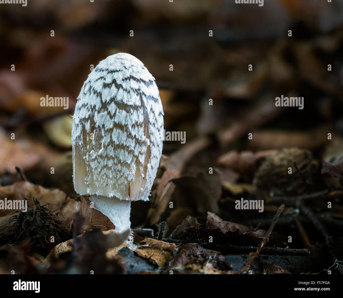 Magpie Inkcap (Coprinopsis picacea - also known as Coprinus picasia) Stock Photo