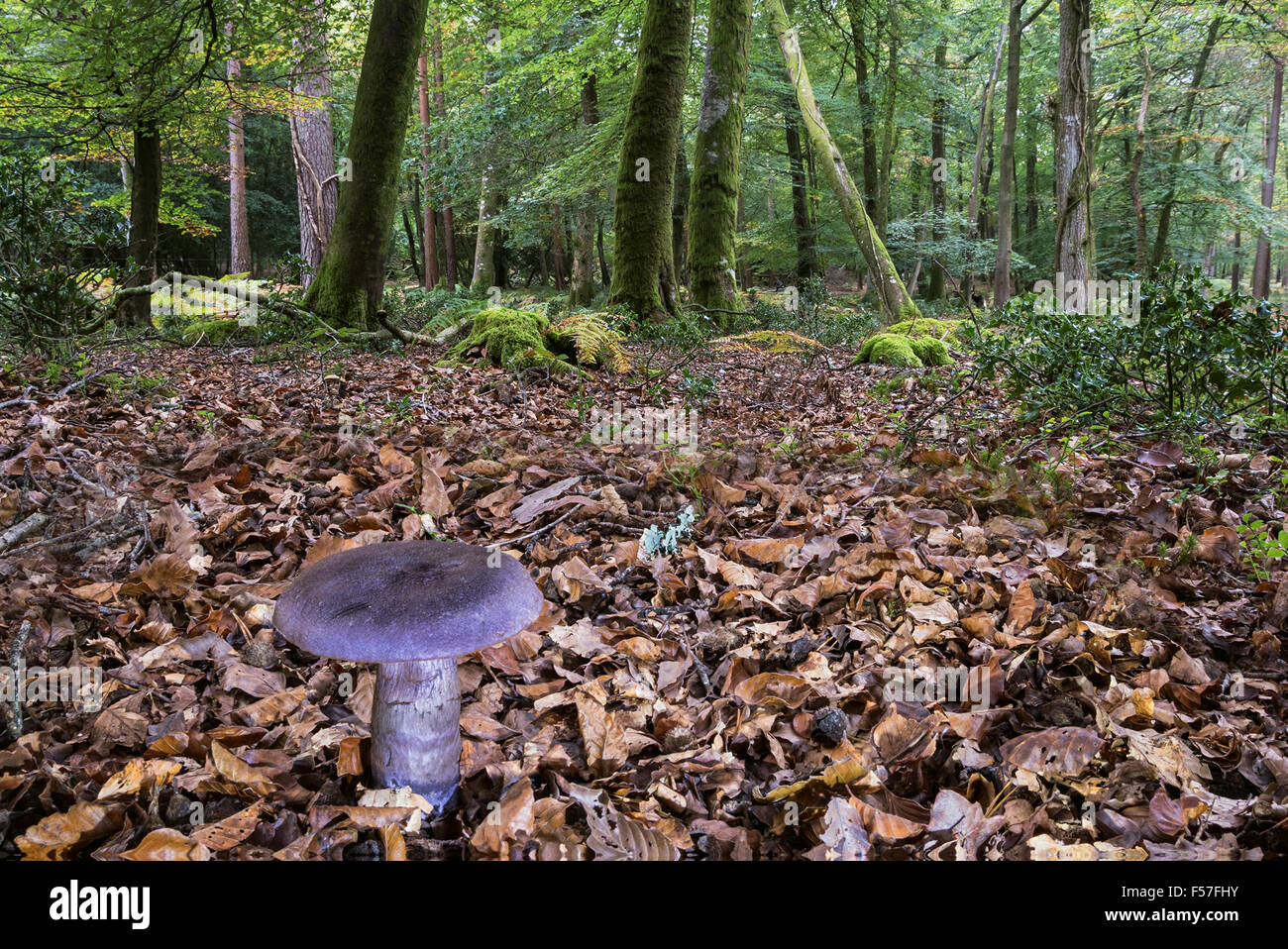 Cortinarius violaceus (Violet Webcap) growing on the forest floor in the New Forest. Stock Photo