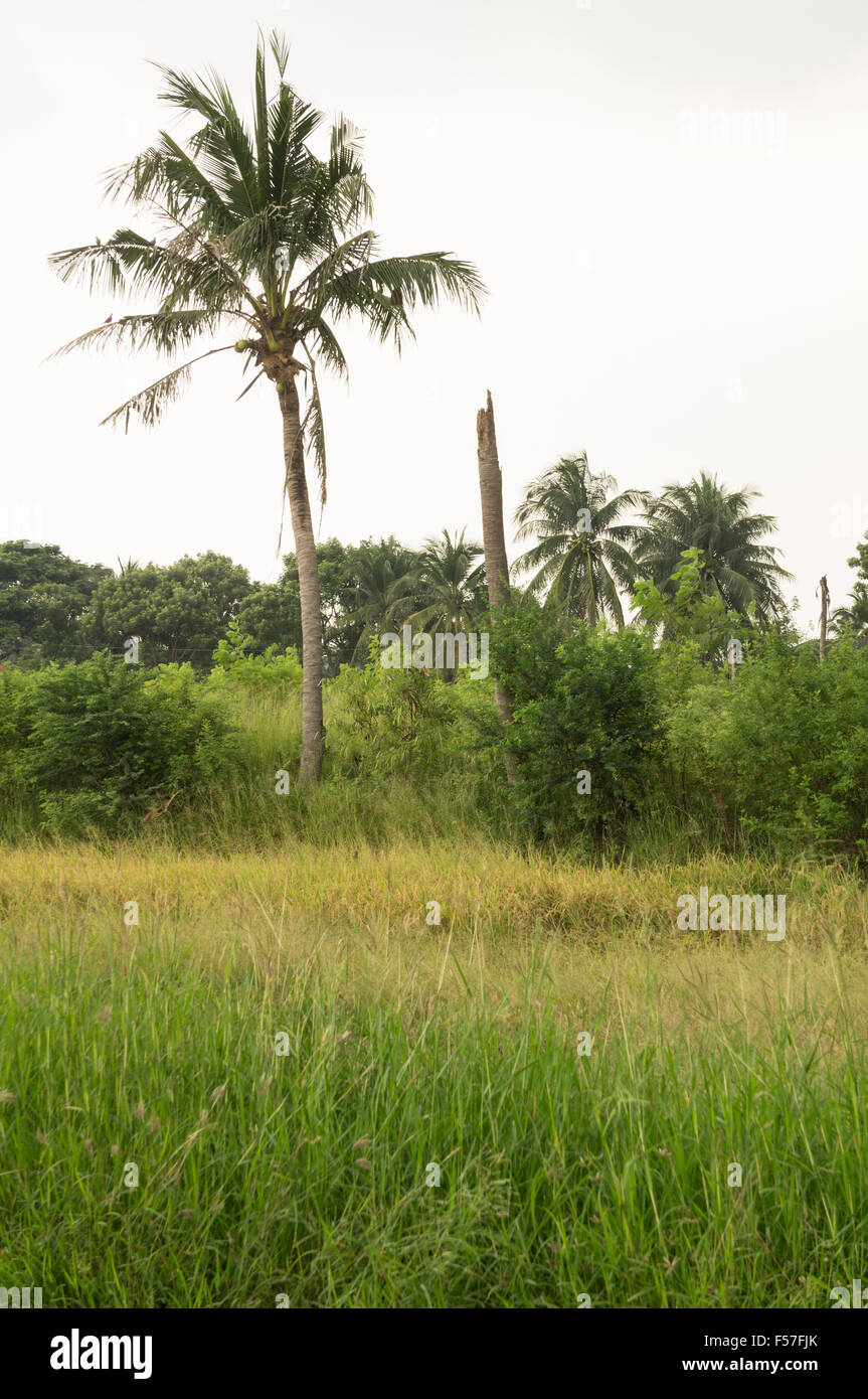 rice field crop thailand harvest closeup green yellow farm outdoor Stock Photo