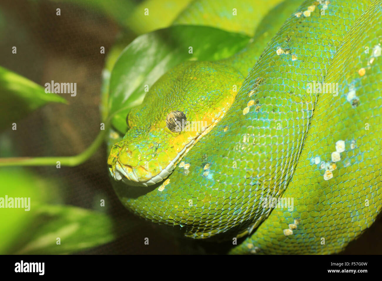Green Boa or Green tree python (Morelia viridis) in North Australia Stock Photo