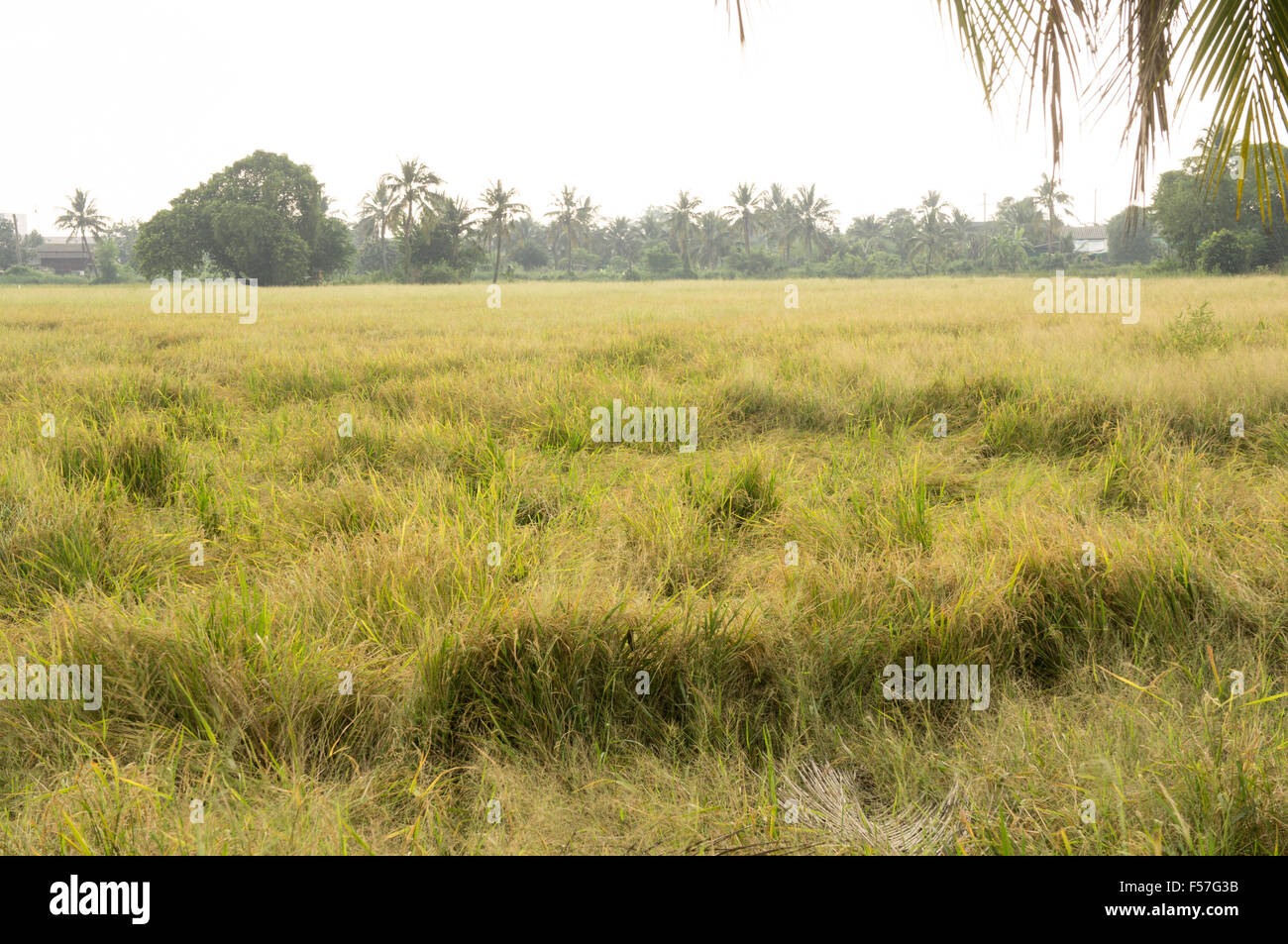 rice field crop thailand harvest closeup green yellow farm outdoor Stock Photo