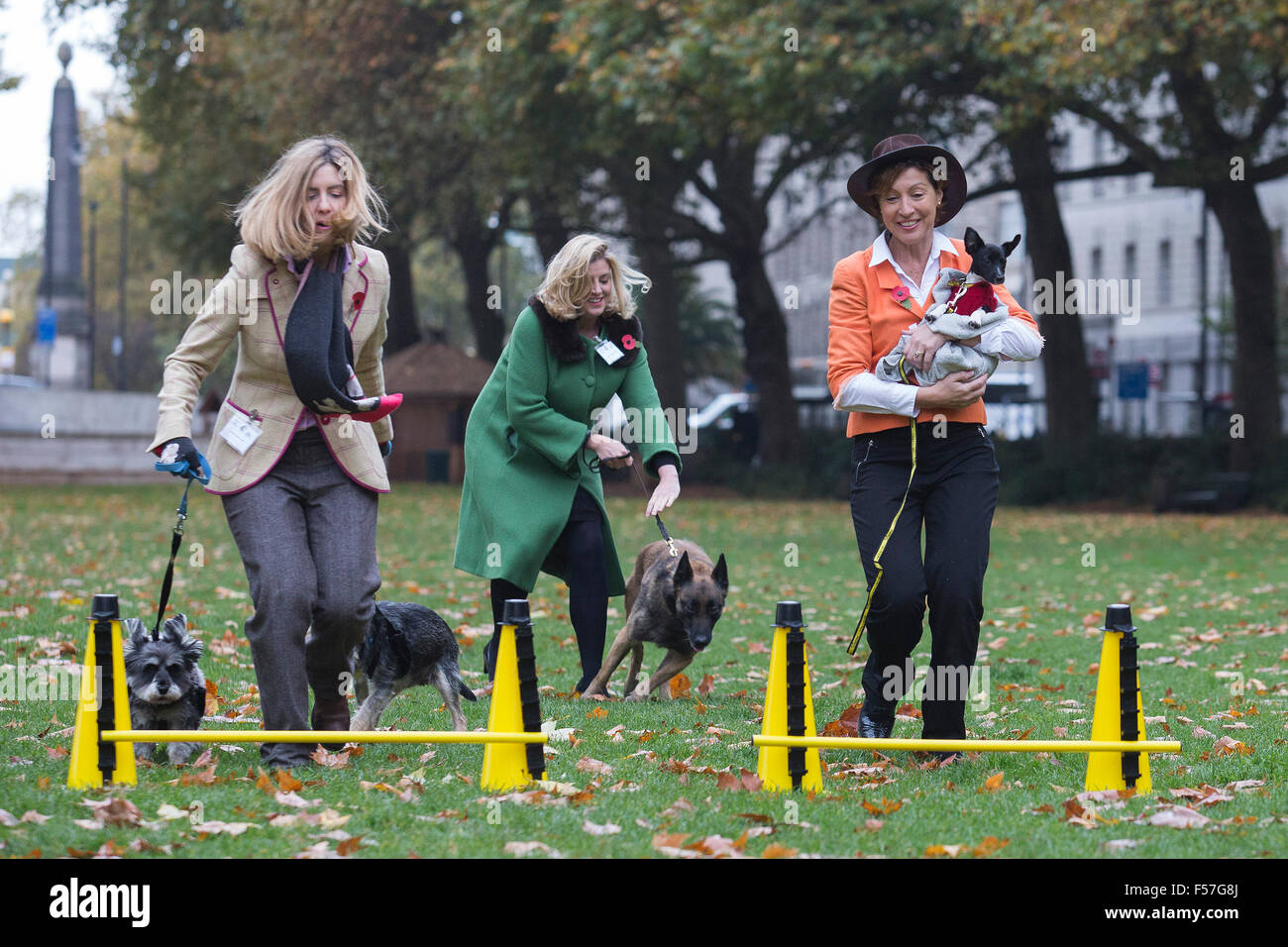 London, UK. 29th October, 2015. L-R: Andrea Jenkyns MP with her dogs Lady and Godiva, Penny Mordaunt MP with a Belgian Malinois called Carla (a serving military dog) and Rebecca Pow MP with a three month old Jack Russell Terrier called Sir Wellington, a Dogs Trust Rescue Dog. Members of Parliament and their dogs pawed for a victory in the annual Westminster Dog of the Year competition organised by Dogs Trust and the Kennel Club. Credit:  Vibrant Pictures/Alamy Live News Stock Photo