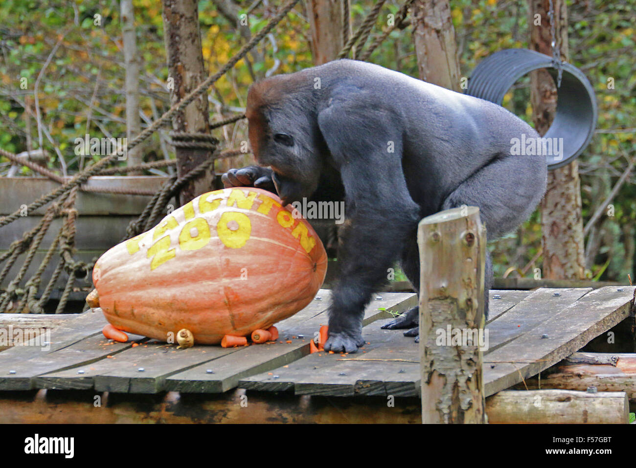 Paignton Zoo, Devon, UK. 29th October, 2015.  A great ape was left far from bewitched by a giant Halloween pumpkin gift at a British zoo. N’Dowe, a Western lowland gorilla at Paignton Zoo, Devon, seemed to be under the vegetable’s spell for a while until eventually tossing it away. Two of the mega-vegetables, each weighing roughly 70 kilos, were grown by local company Riverford Organic Farms. Phil Knowling, from Paignton Zoo, said: “Huge pumpkins like these make great environmental enrichment for animals – it’s like giving your pet a toy, just with a bit more science. Credit:  Apex/Alamy Live  Stock Photo