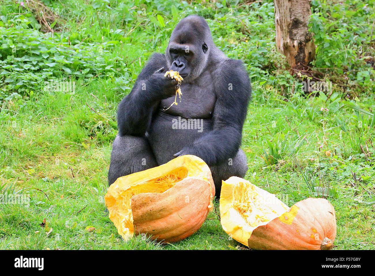 Monkeys banned from eating bananas at Devon zoo