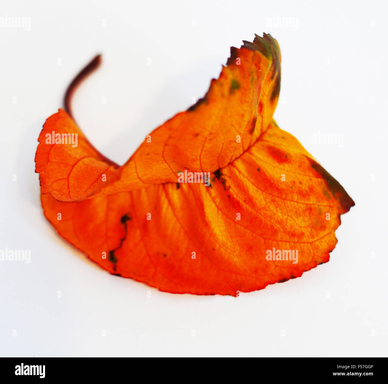 Red yellow orange leaves hi-res stock photography and images - Alamy