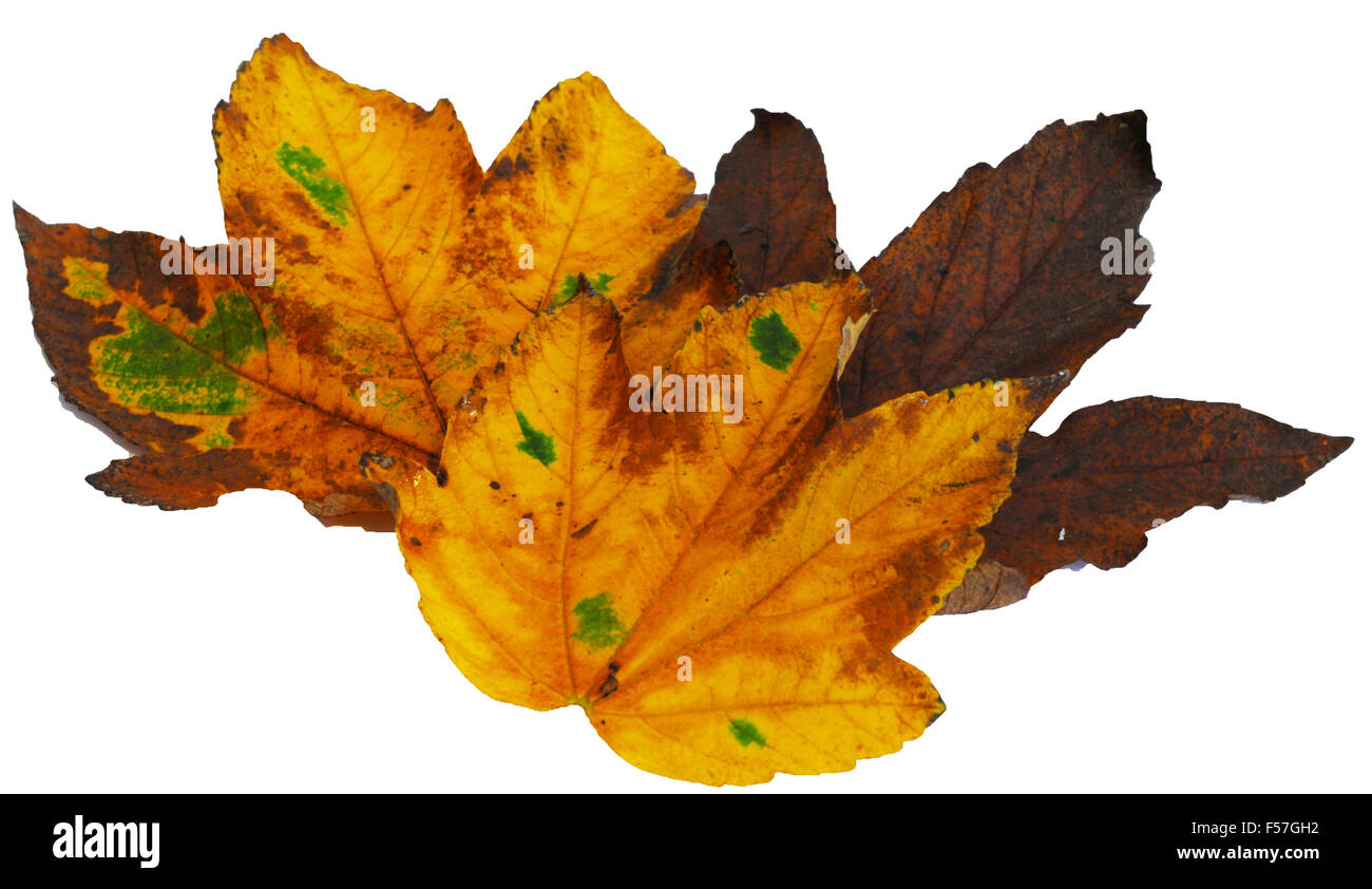 Ochre Brown High Resolution Stock Photography and Images - Alamy