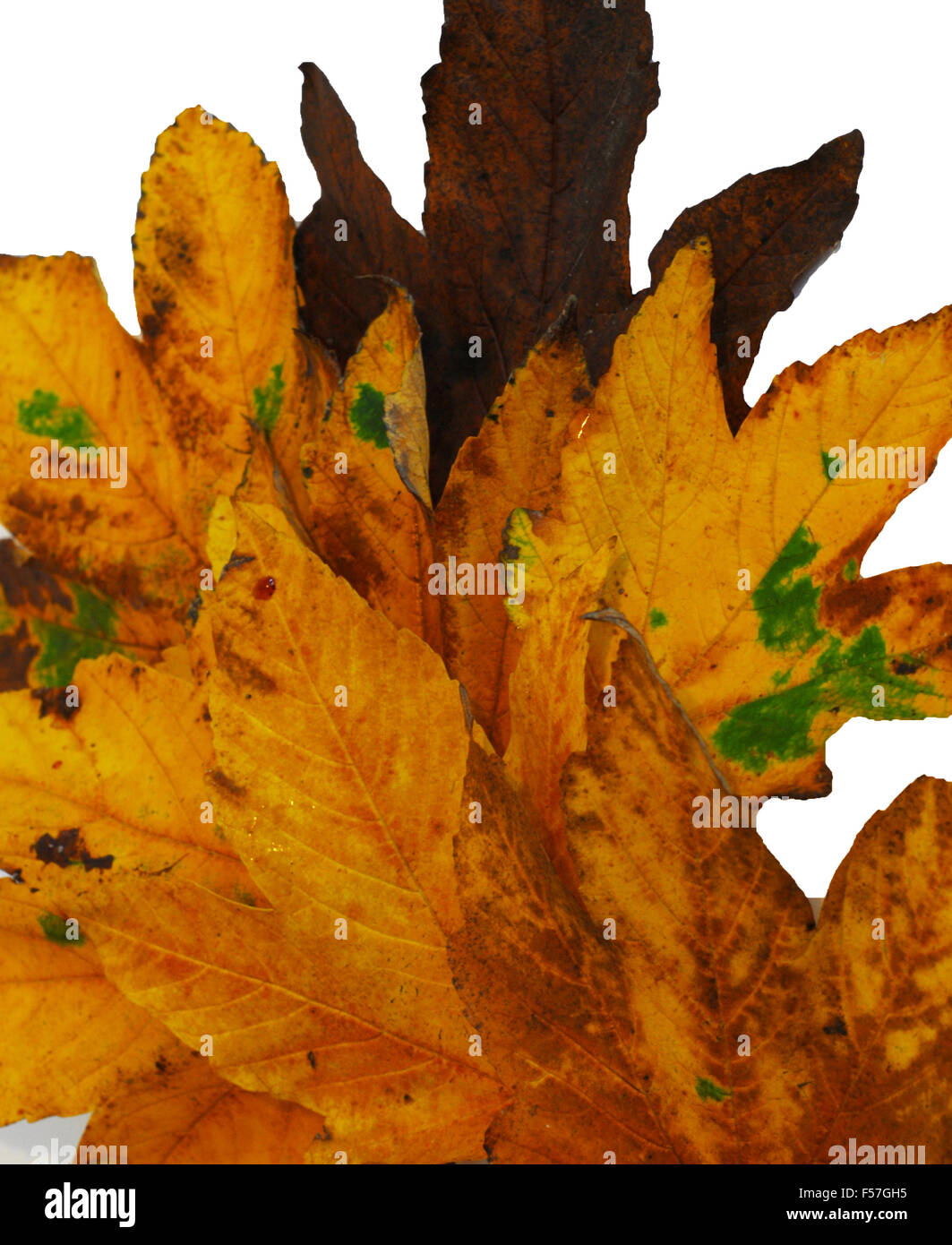 autumn, leaves,yellow,ochre,rust,brown,green,white Stock Photo