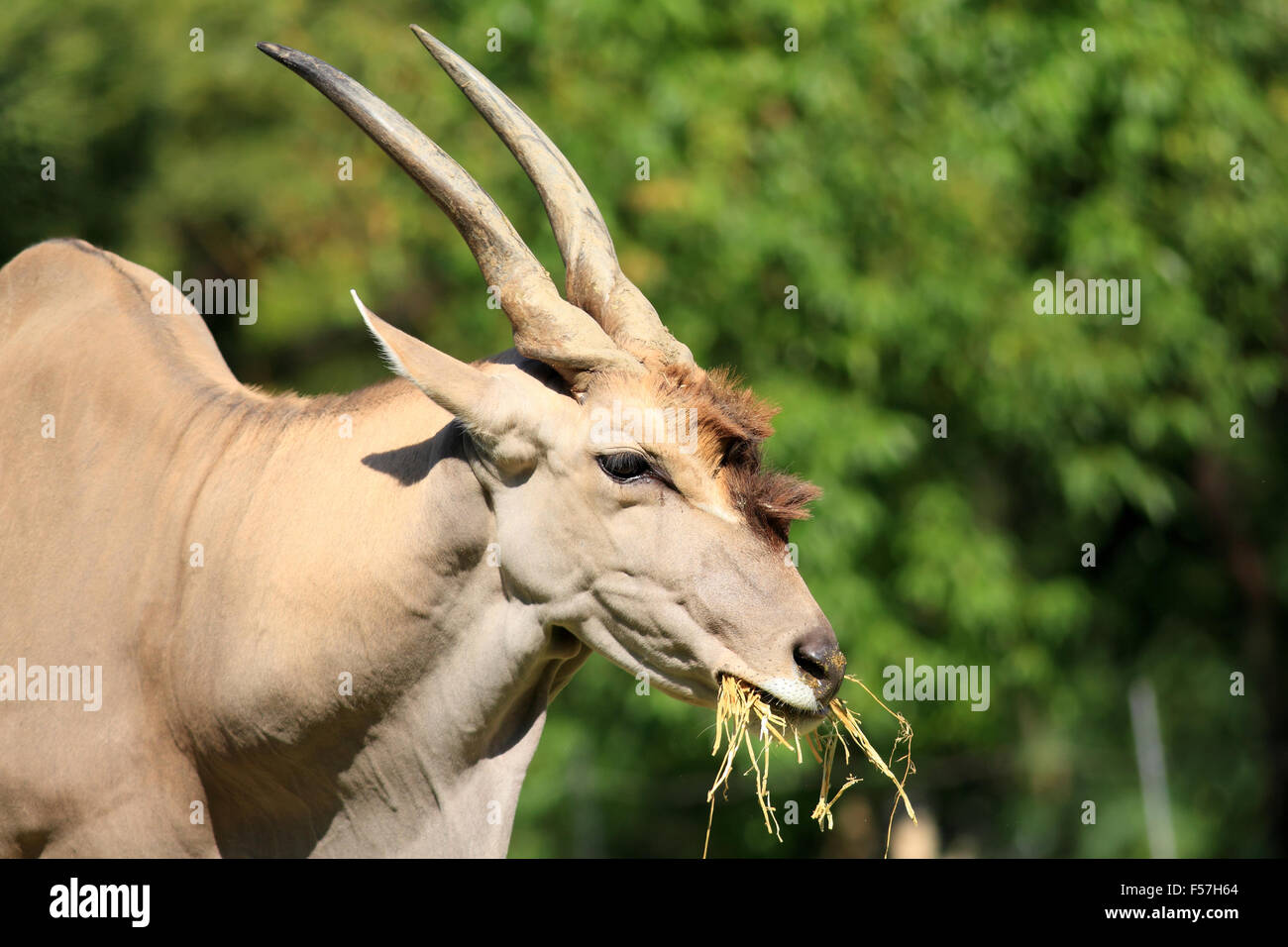 Eland (Taurotragus oryx) Stock Photo