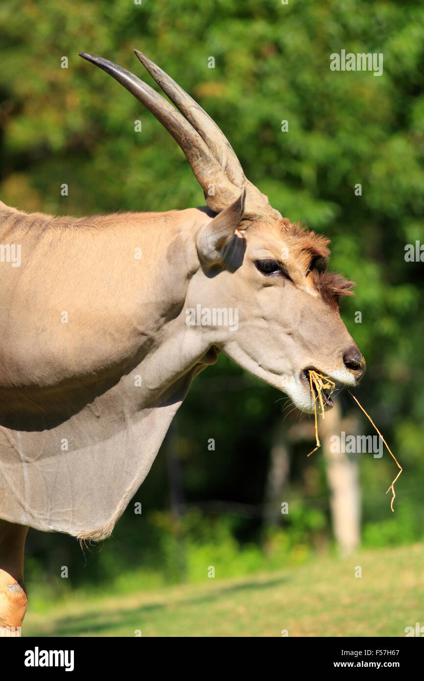 Eland (Taurotragus oryx) Stock Photo