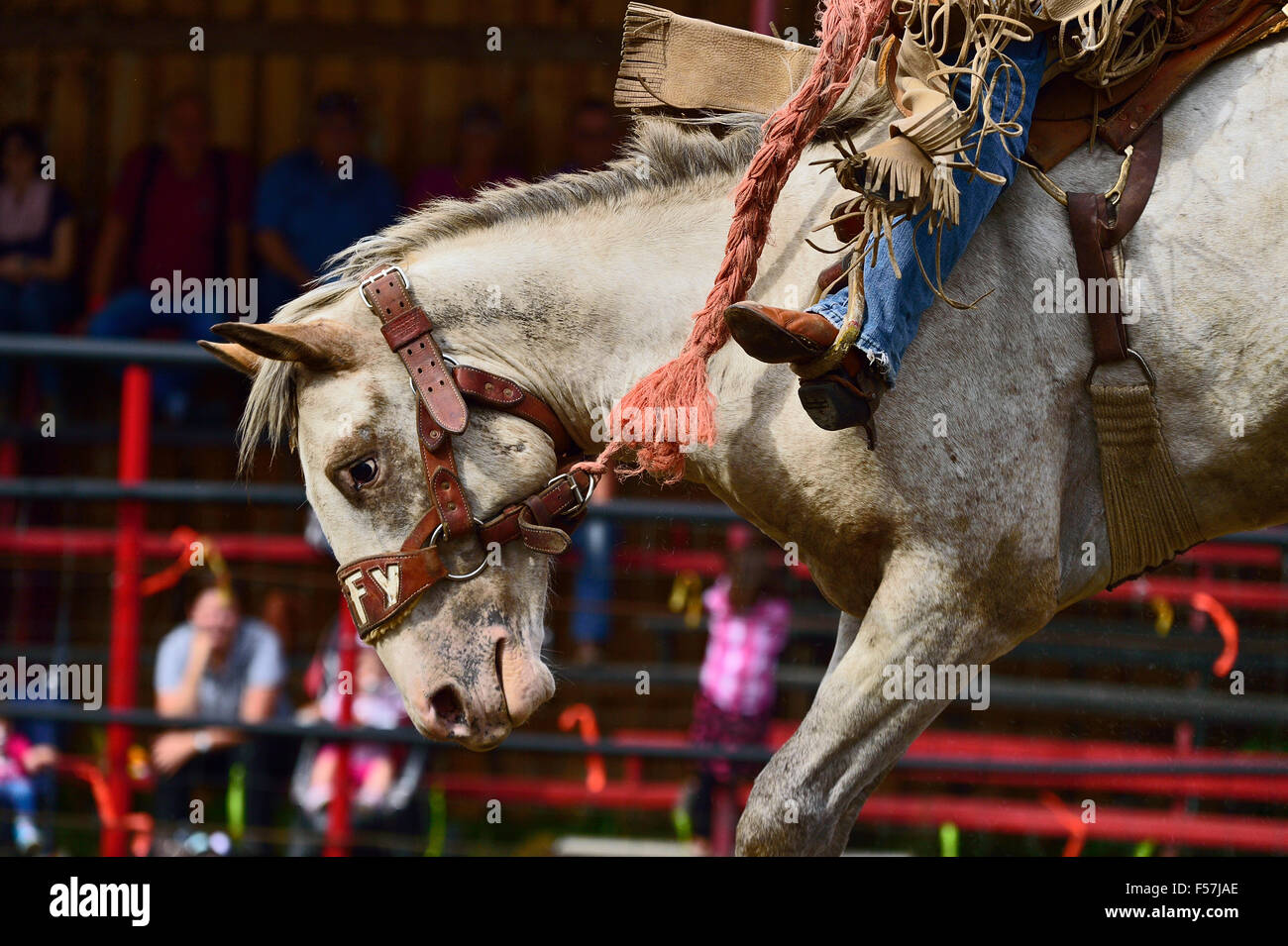 A close up image of a bucking saddle bronc horse in an outdoor arena in western Alberta Canada. Stock Photo