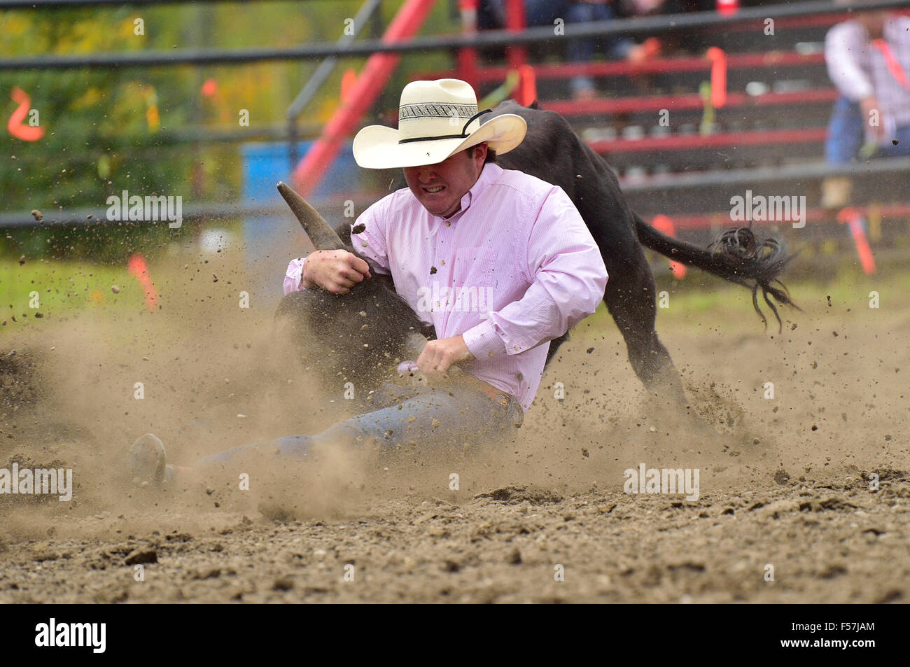 A cowboy trying to throw a steer at a rodeo competition in western Alberta Canada. Stock Photo