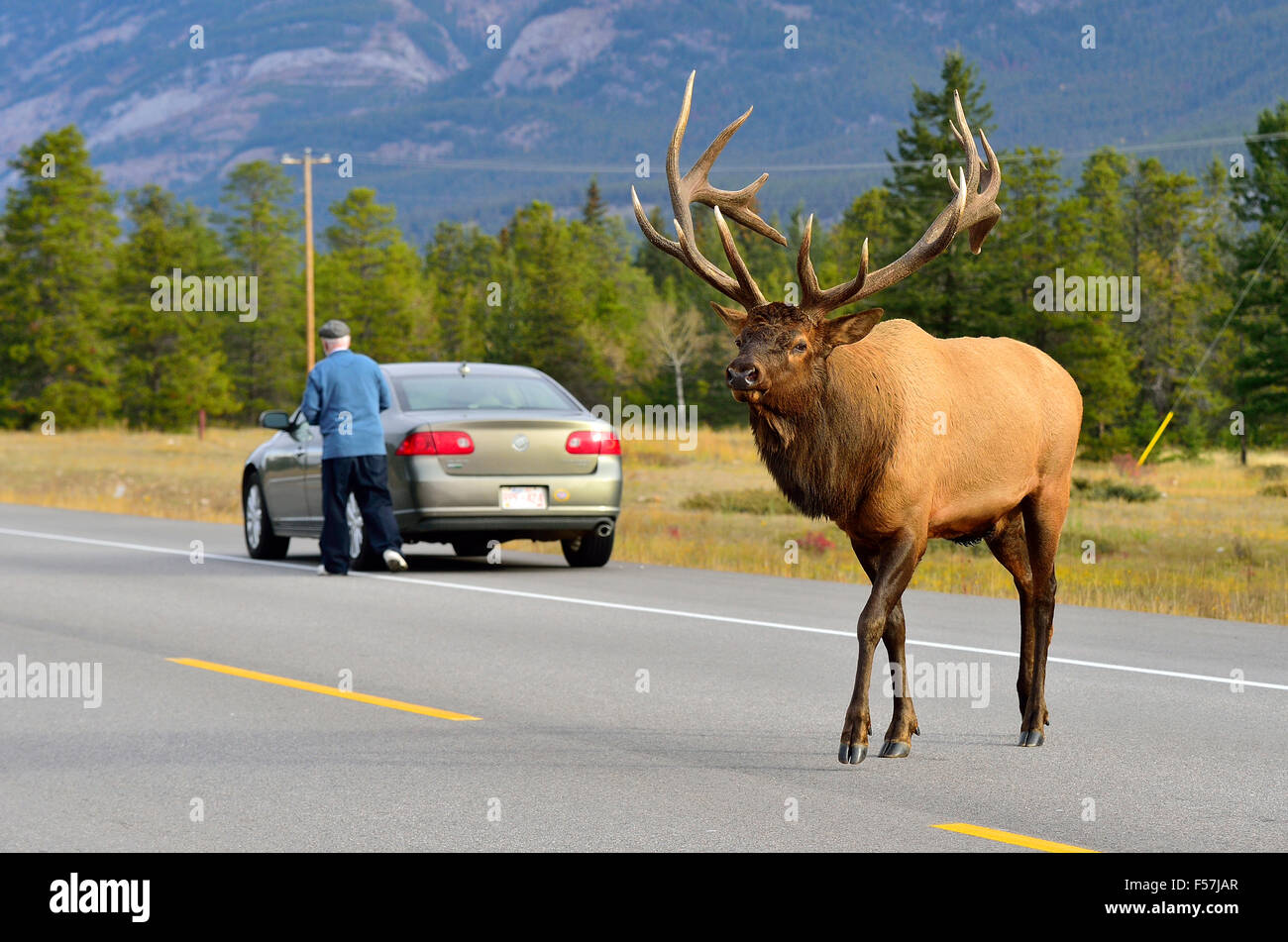 A large bull elk  Cervus elaphus, crossing highway 16 in Jasper National Park Alberta Canada Stock Photo