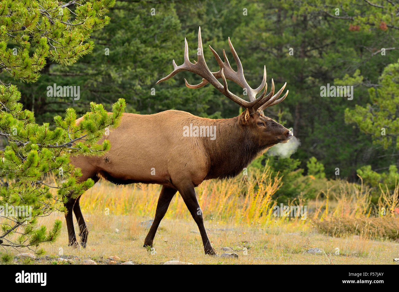 A side view of a wild bull elk, Cervus elaphus, walking out of the pine