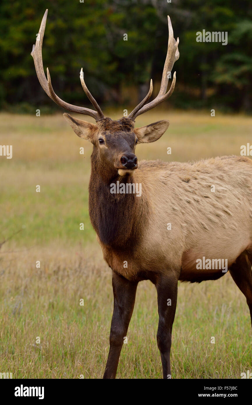 A front portrait view of a young bull elk Cervus elaphus, standing in a ...