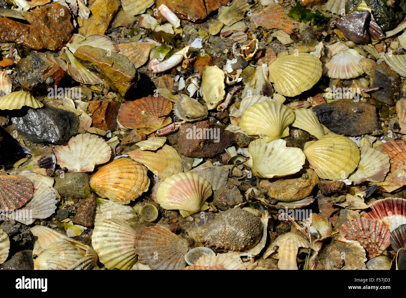 Saint-Jacques shell,Port Pors Even,Ploubazlanec near Paimpol,Cotes-d ...